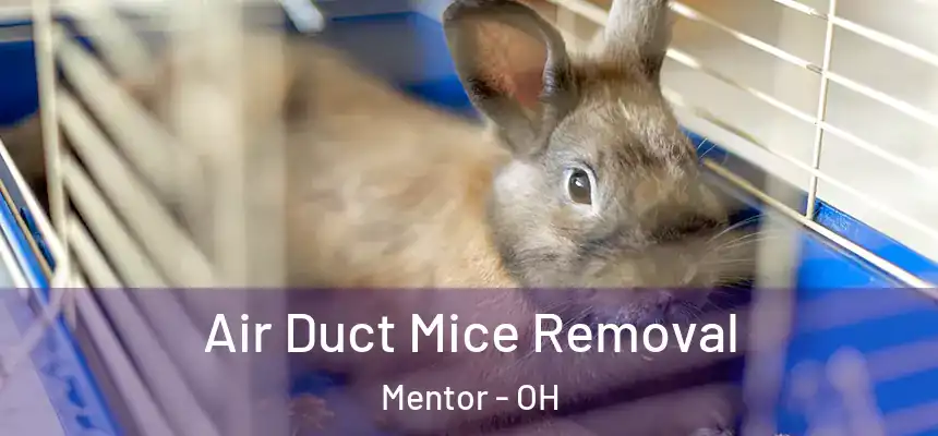  Air Duct Mice Removal Mentor - OH